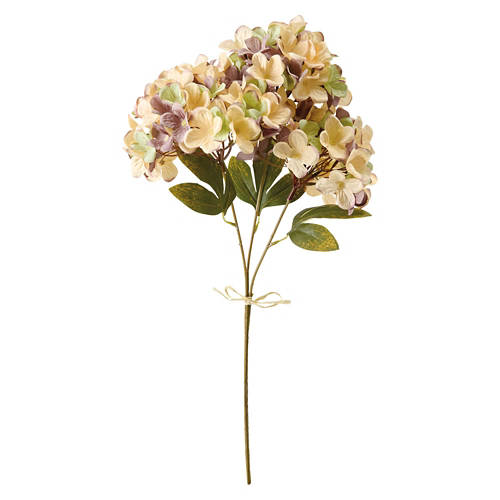 Hydrangea4937　0602 KIRKTON HOUSE 23